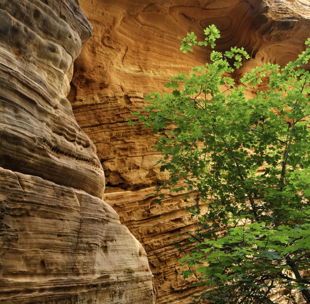 The programs featured image